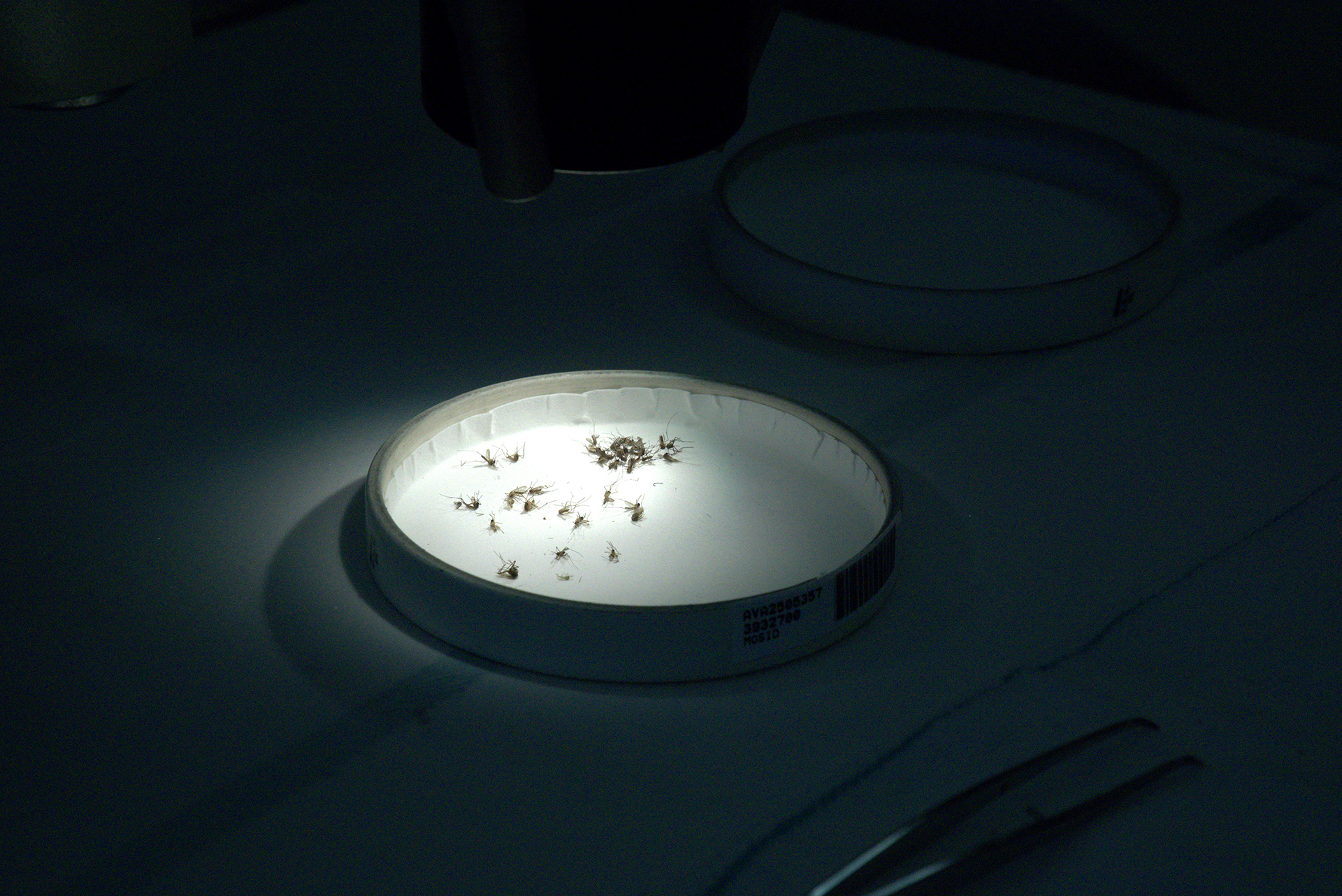 A round petri dish full of dead mosquitoes.