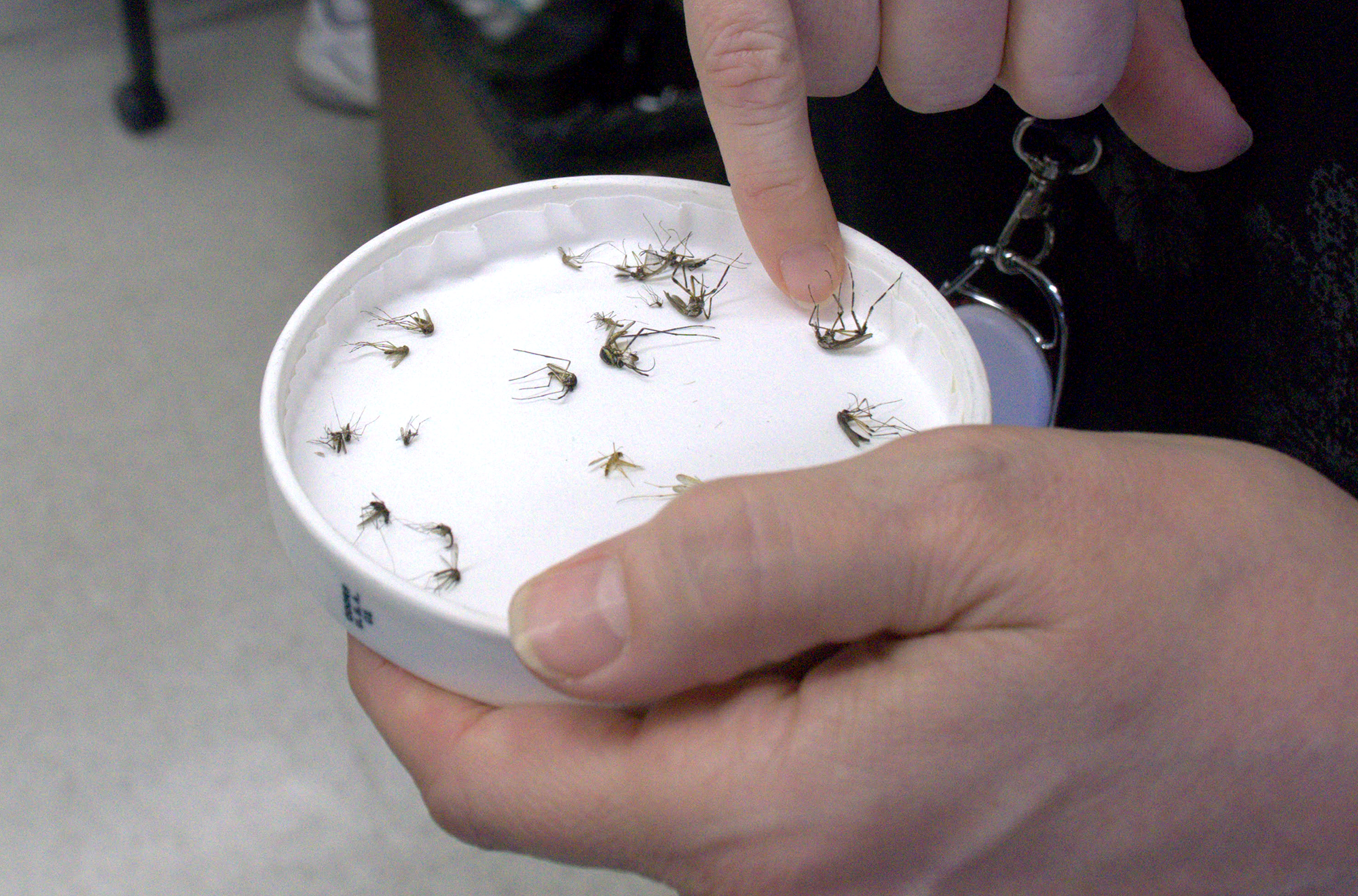 Close-up of a hand holding a small, round dish full of dead mosquitoes. Close-up of a hand holding a small, round dish full of dead mosquitoes.