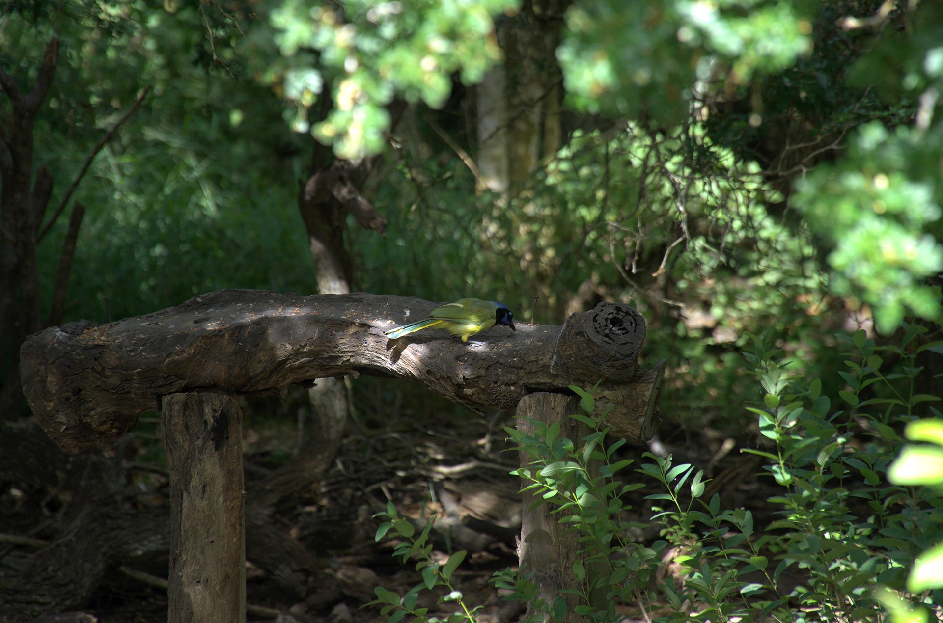 A green jay in a wildlife refuge