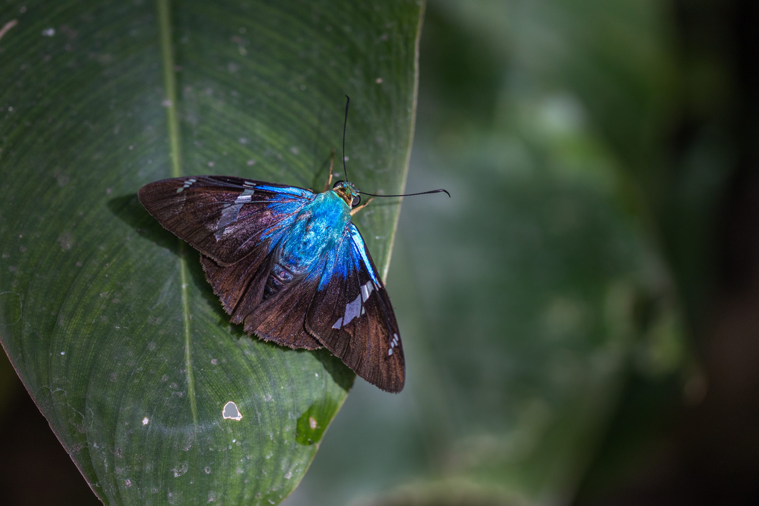 A butterfly that’s both black and blue