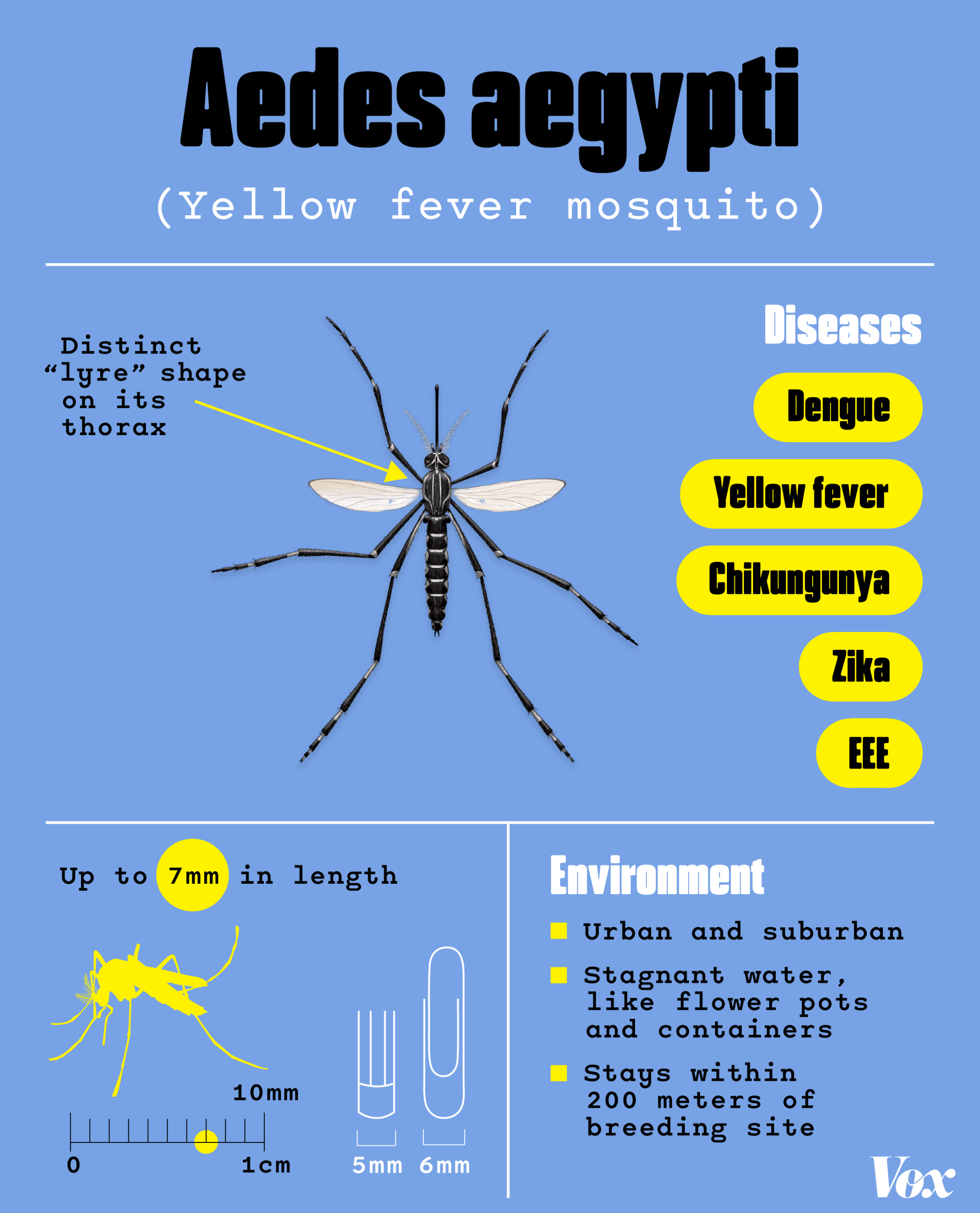 A mosquito identification card for the Aedes aegypti, commonly known as the Yellow fever mosquito. They have distinct “lyre” shapes on their thorax. They are carriers of Dengue, Yellow fever, Chikungunya, Zika, and EEE. They thrive in urban and suburban environments. They like stagnant water, like flower pots and containers.  They stay within 200 meters of breeding site. They can get up to 7mm in length.