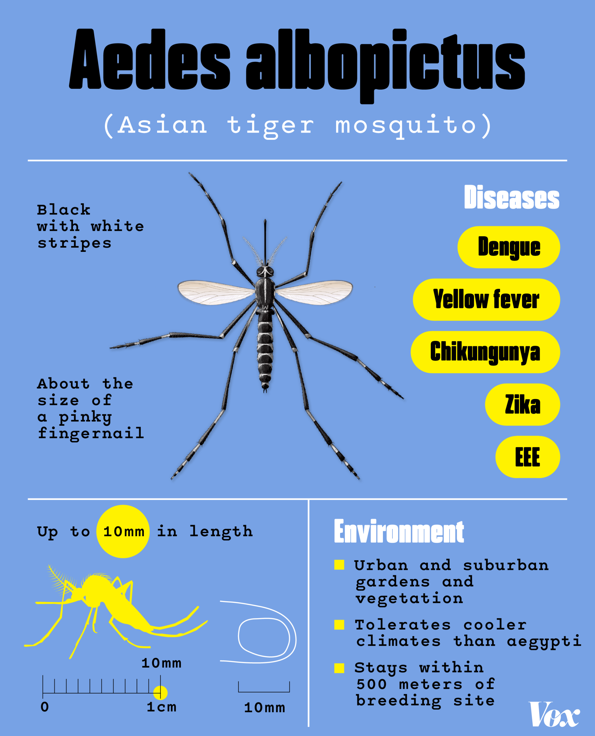 A mosquito identification card for the Aedes albopictus, commonly known as the Asian tiger mosquito. They are black with white stripes and about the size of a pink fingernail. They are carriers of Dengue, Yellow fever, Chikungunya, Zika, and EEE. They thrive in urban and suburban gardens and vegetation. They tolerate cooler climates than aegypti.  They stay within 500 meters of breeding site. They can get up to 10mm in length.