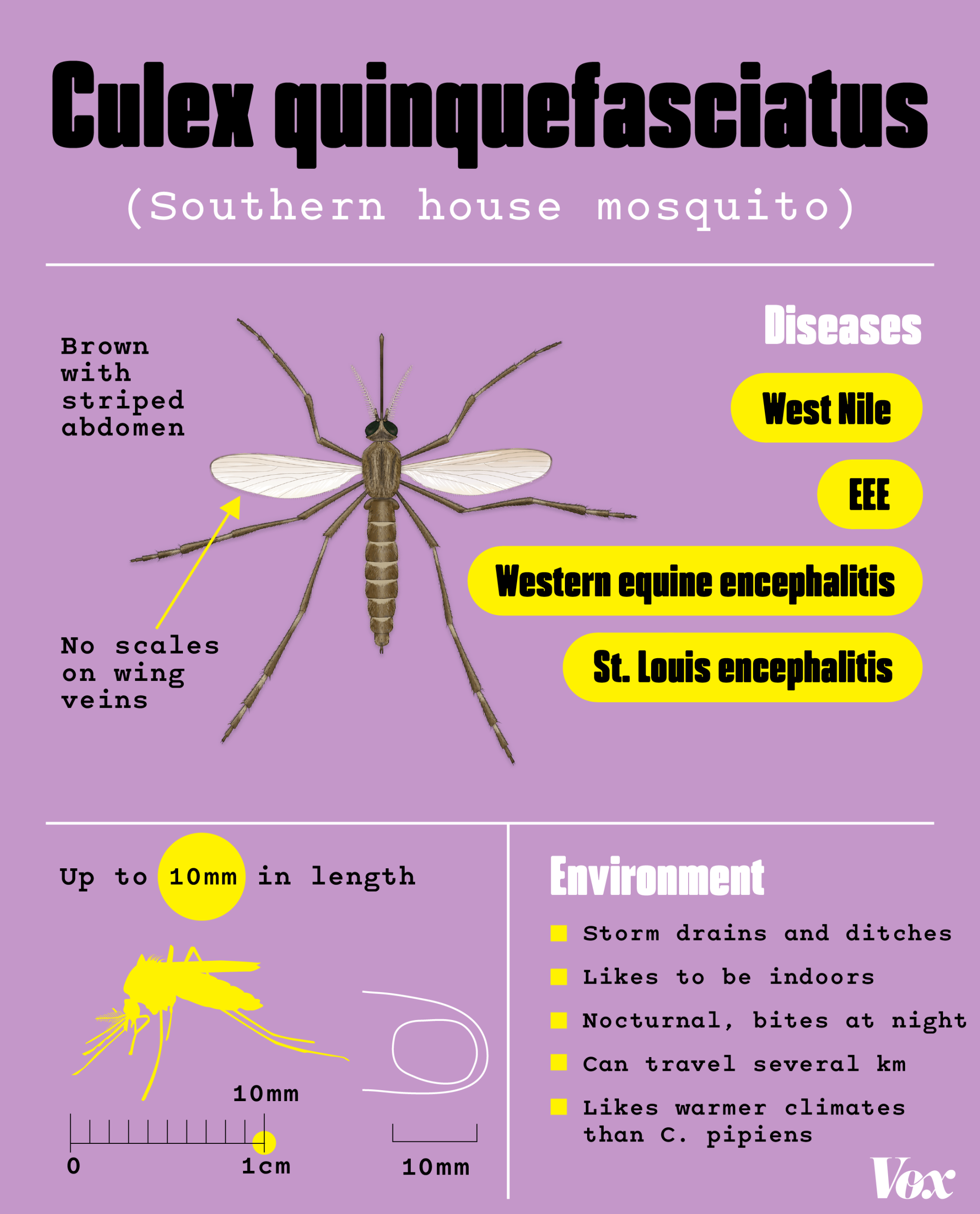 A mosquito identification card for the Culex quinquefacsiatus, commonly known as the Southern house mosquito. They are brown with a striped abdomen and have no scales on their wing veins. They are carriers of West Nile, EEE, Western equine encephalitis, and St. Louis encephalitis. They thrive in storm drains and ditches; they like to be indoors; they are nocturnal and bite at night; they can travel several kilometers; they like warmer climates than C. pipiens. They can get up to 10mm in length.