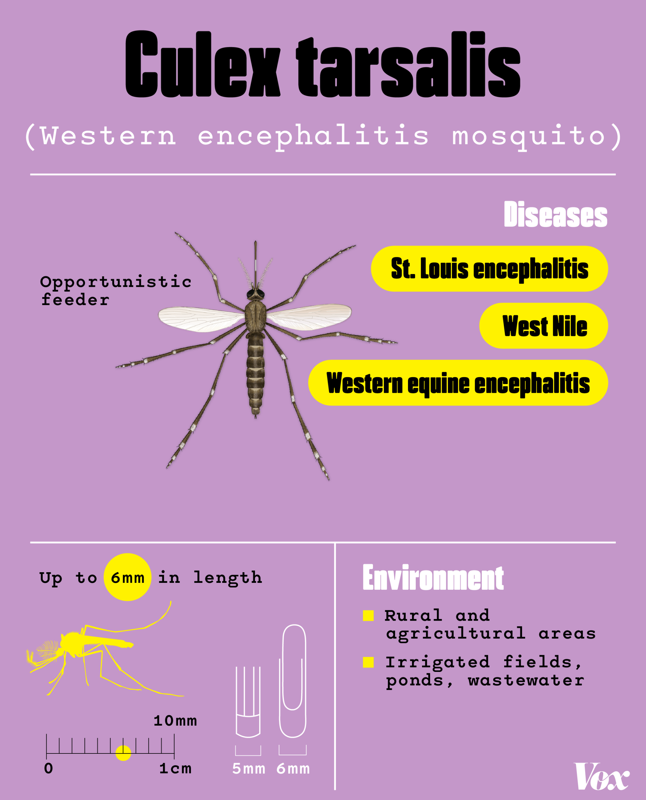 A mosquito identification card for the Culex tarsalis, commonly known as the Western encephalitis mosquito. They are opportunistic feeders. They are carriers of West Nile, Western equine encephalitis, and St. Louis encephalitis. They thrive in rural and agricultural areas, irrigated fields, ponds, and wastewater. They can get up to 6mm in length.