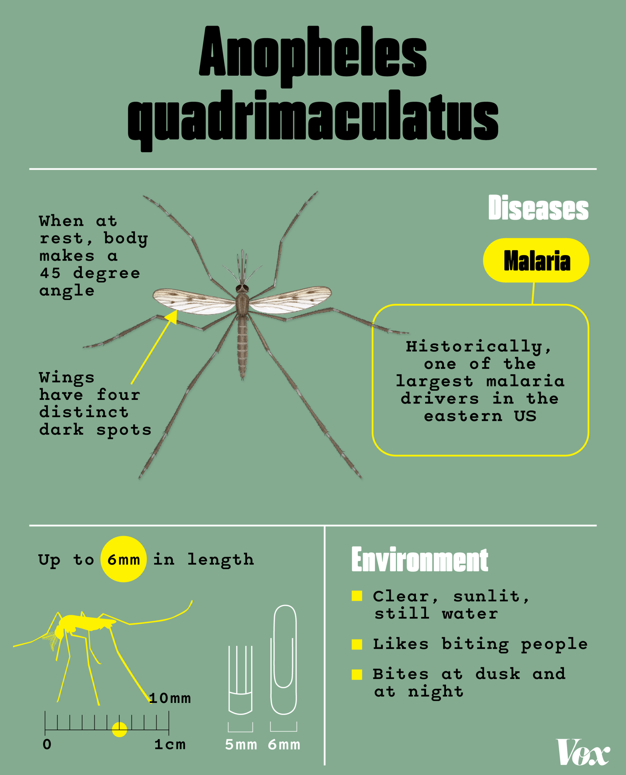A mosquito identification card for the Anopheles quadrimaculatus. When at rest, their bodies make a 45 degree angle, and their wings have four distinct dark spots. They are historically one of the largest malaria drivers in the eastern US. They thrive in clear, sunlit, still water. They like biting people at dusk and at night. They can get up to 6mm in length.