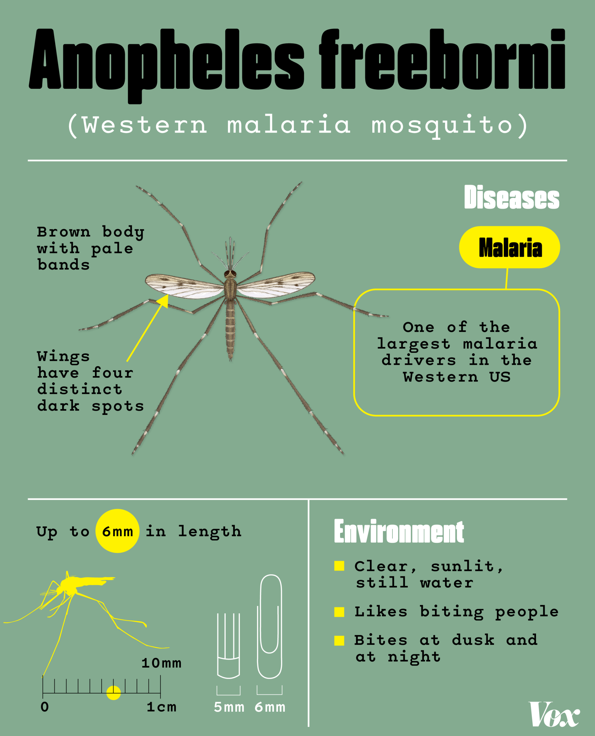 A mosquito identification card for the Anopheles freeborni, commonly known as the Western malaria mosquito. They have brown bodies with pale bands and their wings have four distinct dark spots. They are one of the largest malaria drivers in the Western US. They thrive in clear, sunlit, still water. They like biting people at dusk and at night. They can get up to 6mm in length.