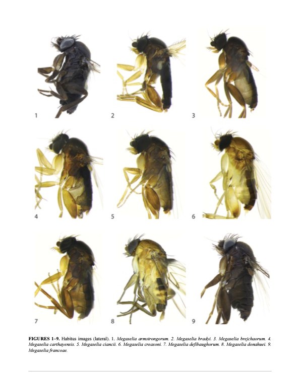 New species of scuttle flies
