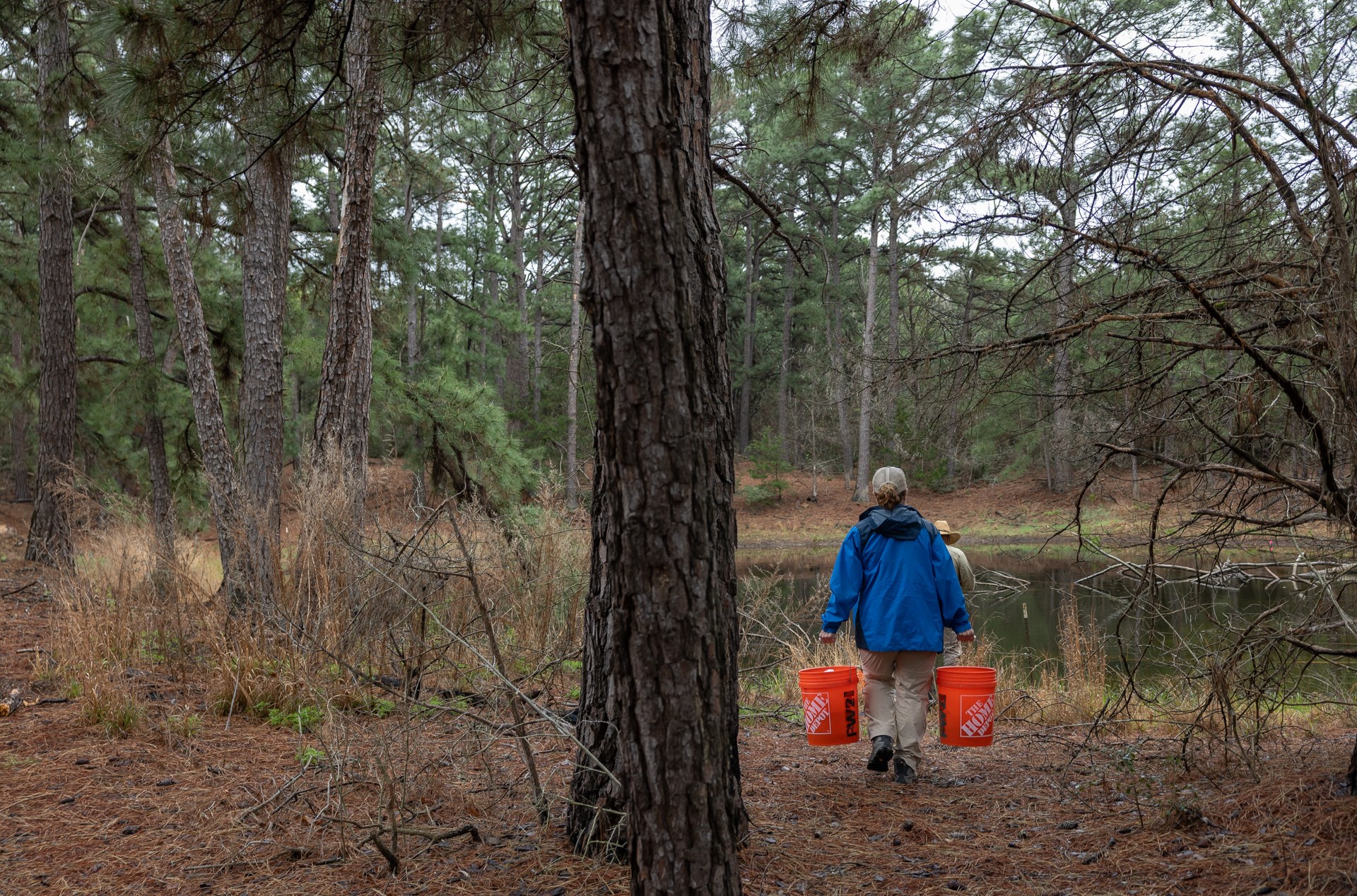 Diane Barber, in a blue jacket, carries buckets of Houston toad eggs toward a pond, surrounded by trees and underbrush. Diane Barber, in a blue jacket, carries buckets of Houston toad eggs toward a pond, surrounded by trees and underbrush.