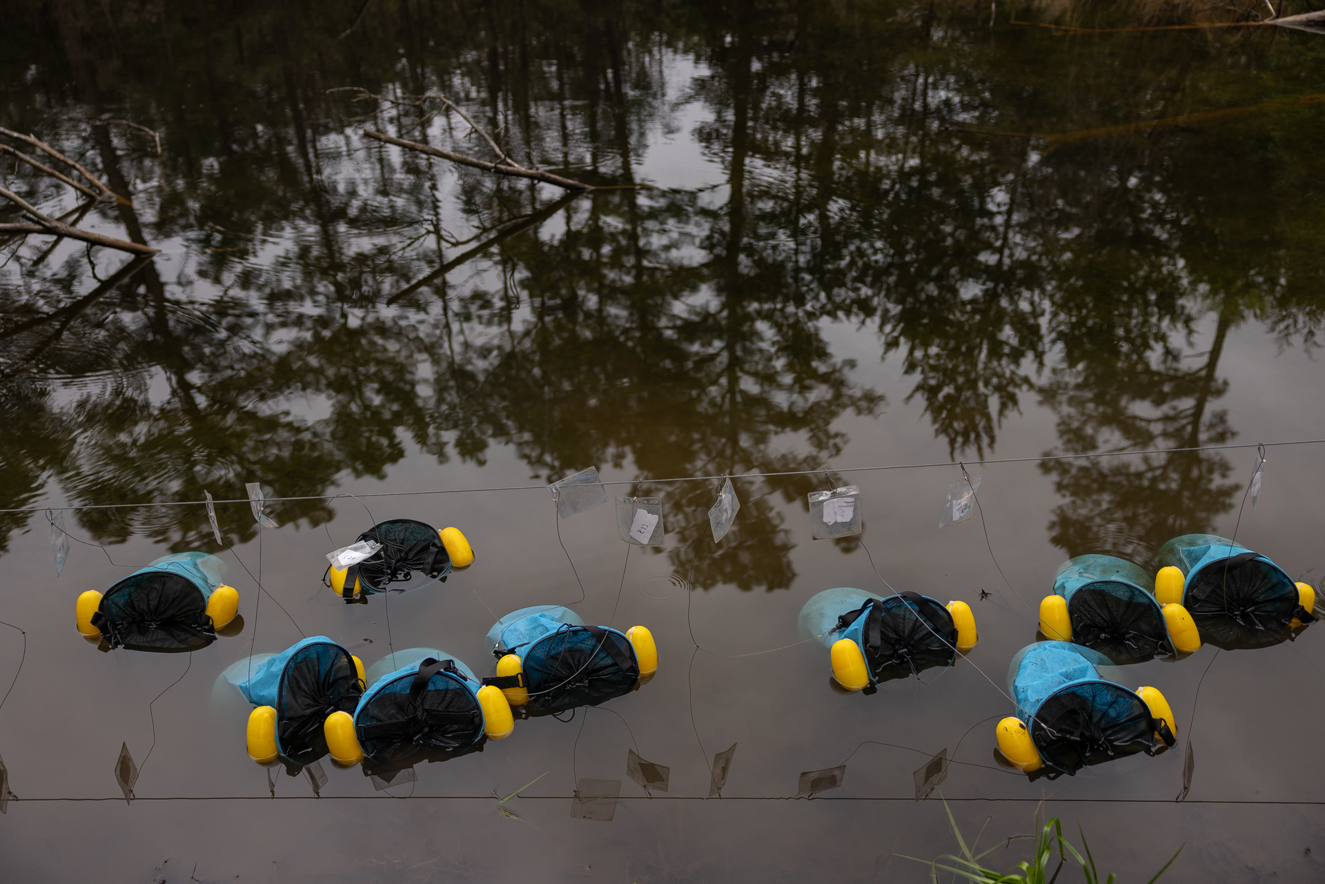 Bright yellow, black and teal bags attached to a string float in a lake reflecting surrounding trees