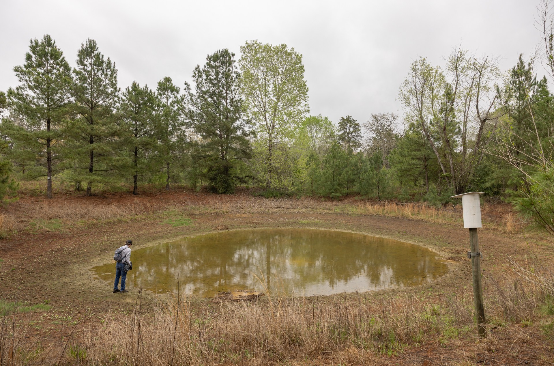 A man stands at the end of a shallow pond, looking for tadpoles A man stands at the end of a shallow pond, looking for tadpoles