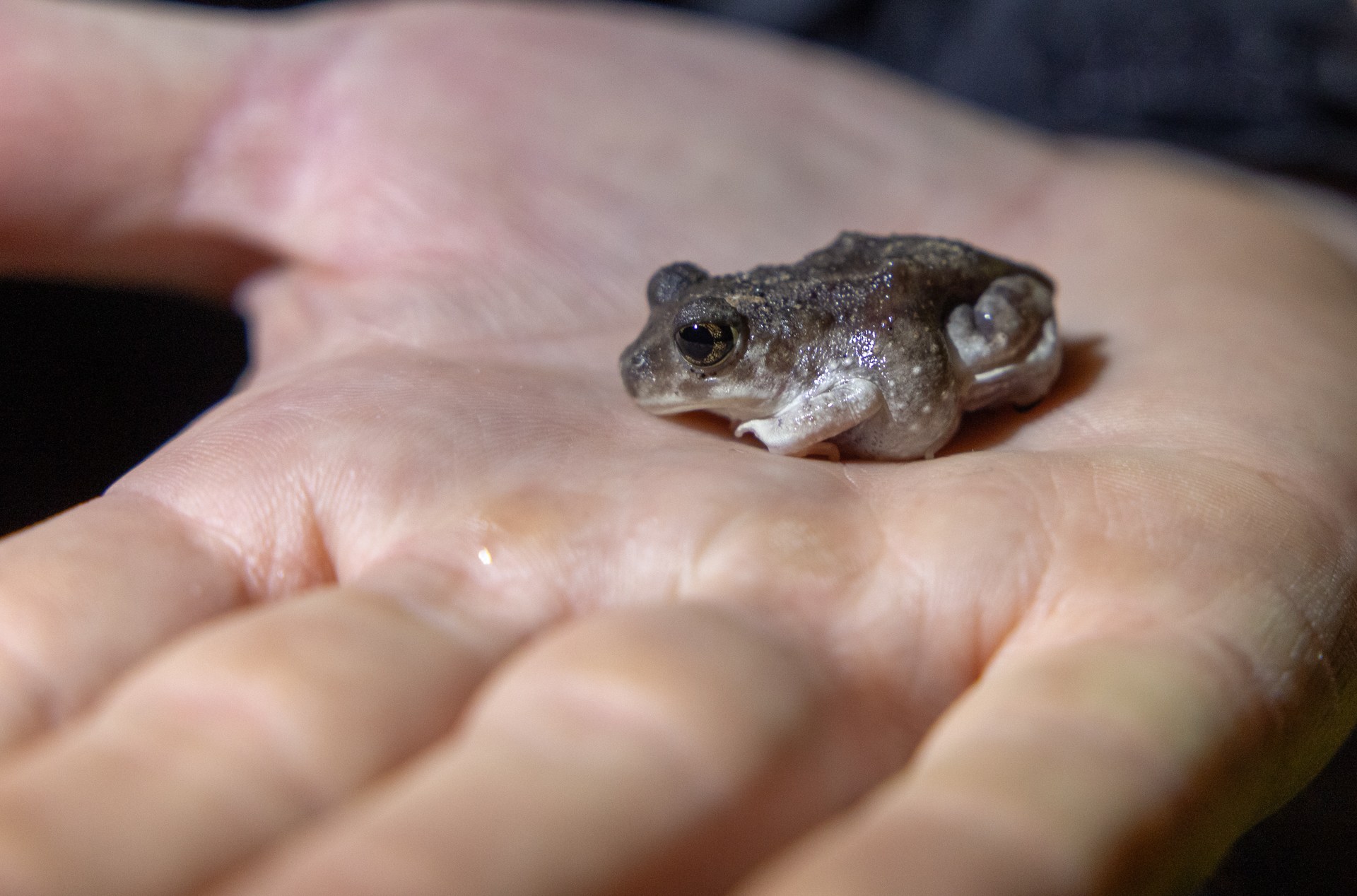 Close-up image of a spadefoot toad  Close-up image of a spadefoot toad