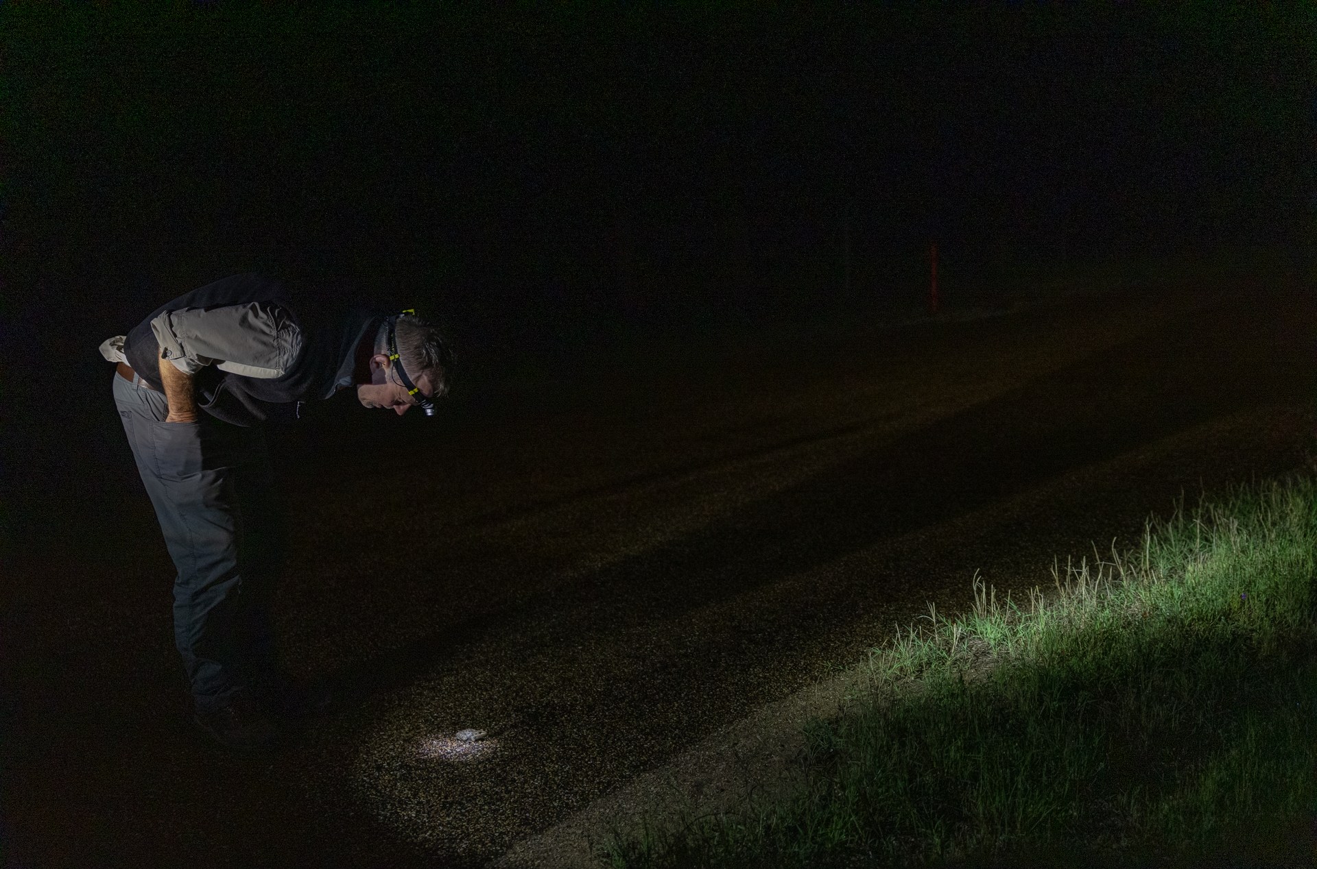 A man with a headlamp on examines a toad on the road in the darkened night.  A man with a headlamp on examines a toad on the road in the darkened night.