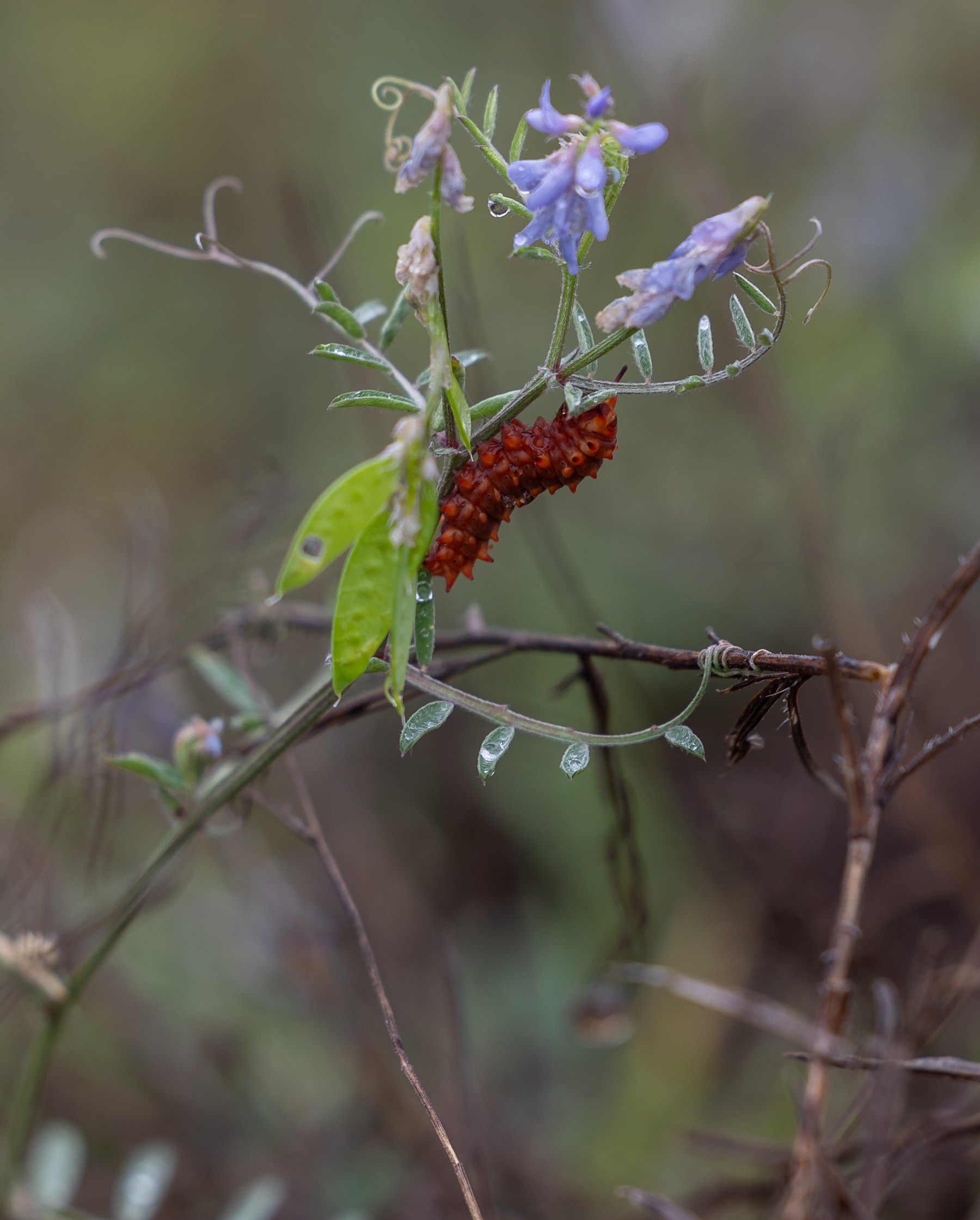 A red pipevine swallowtail caterpillar feeding on a Louisiana vetch that is lilac colored. A red pipevine swallowtail caterpillar feeding on a Louisiana vetch that is lilac colored.