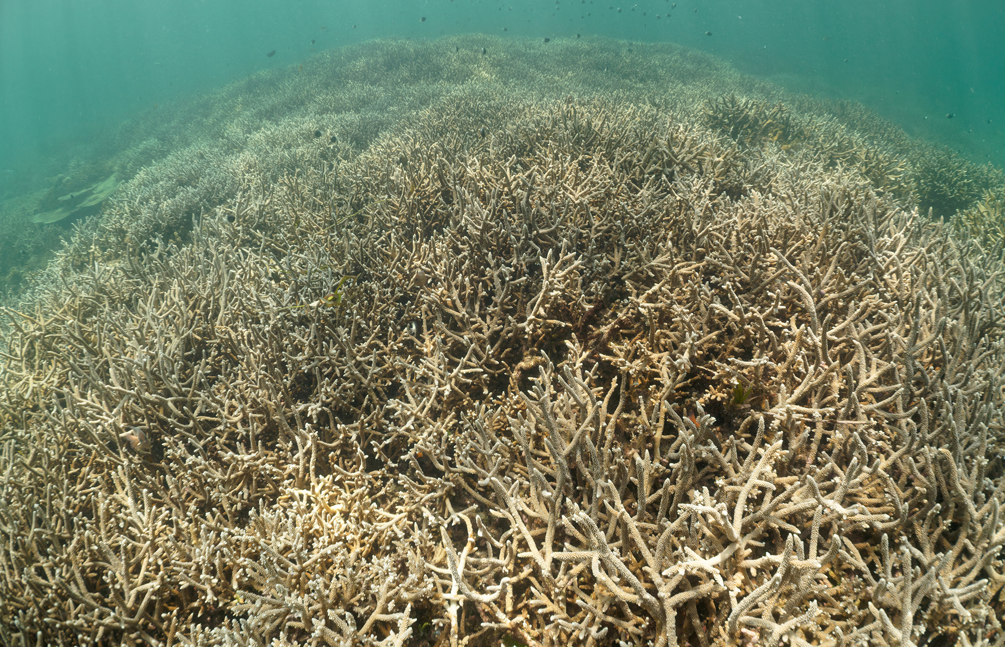 A large bed of branching corals in a lagoon, seen underwater. A large bed of branching corals in a lagoon, seen underwater.
