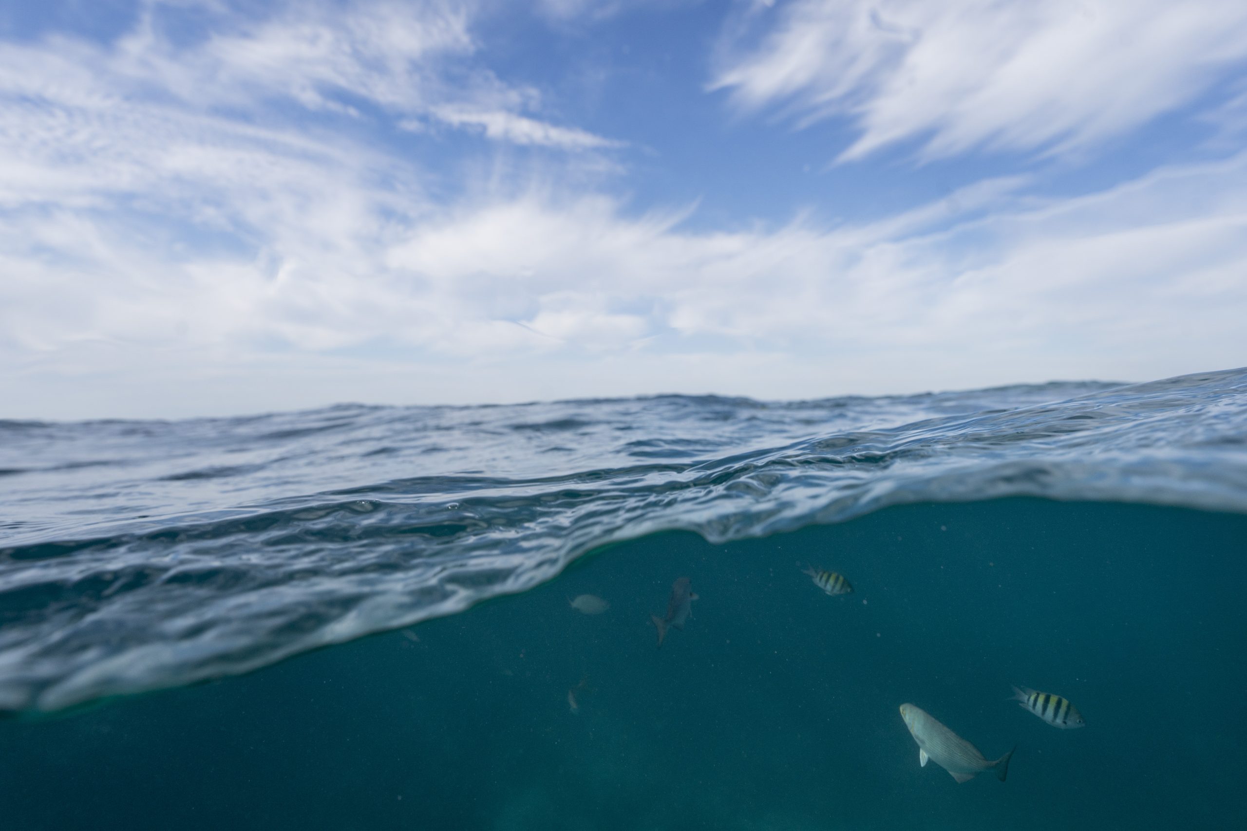 Fish in the Florida Keys swim above the coral reef