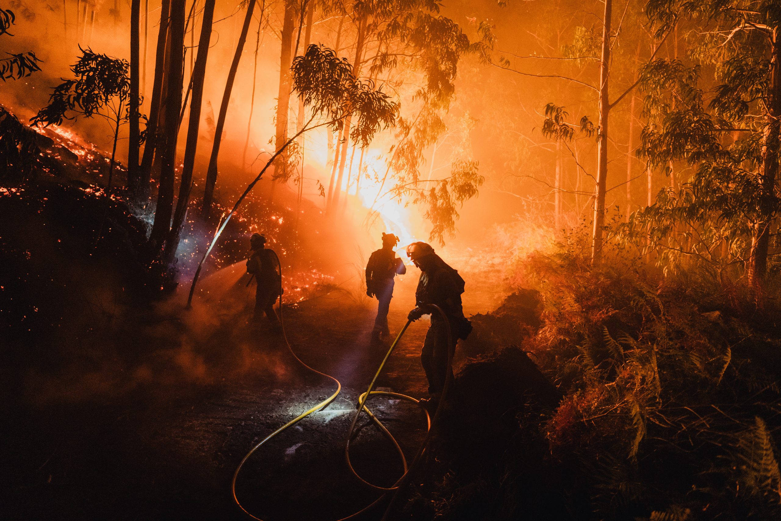 Multiple people in fire gear in a burning forest. Multiple people in fire gear in a burning forest.