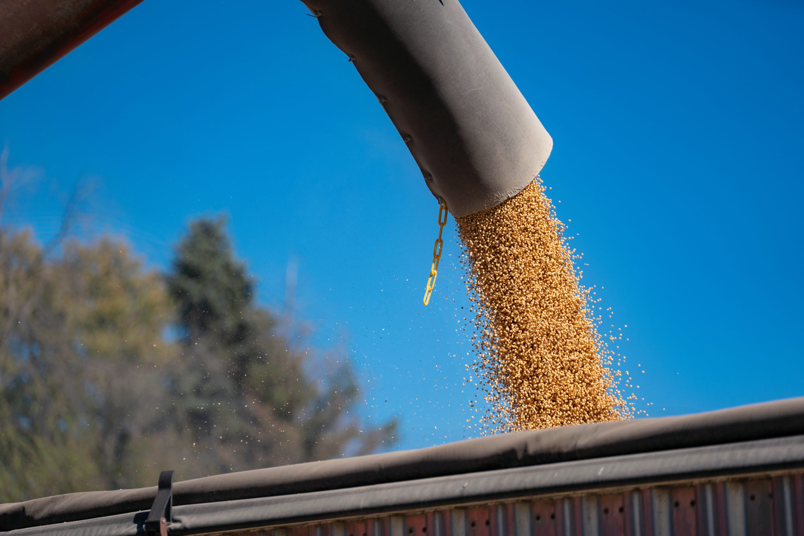 Golden soybeans pouring through the air against a clear blue sky.