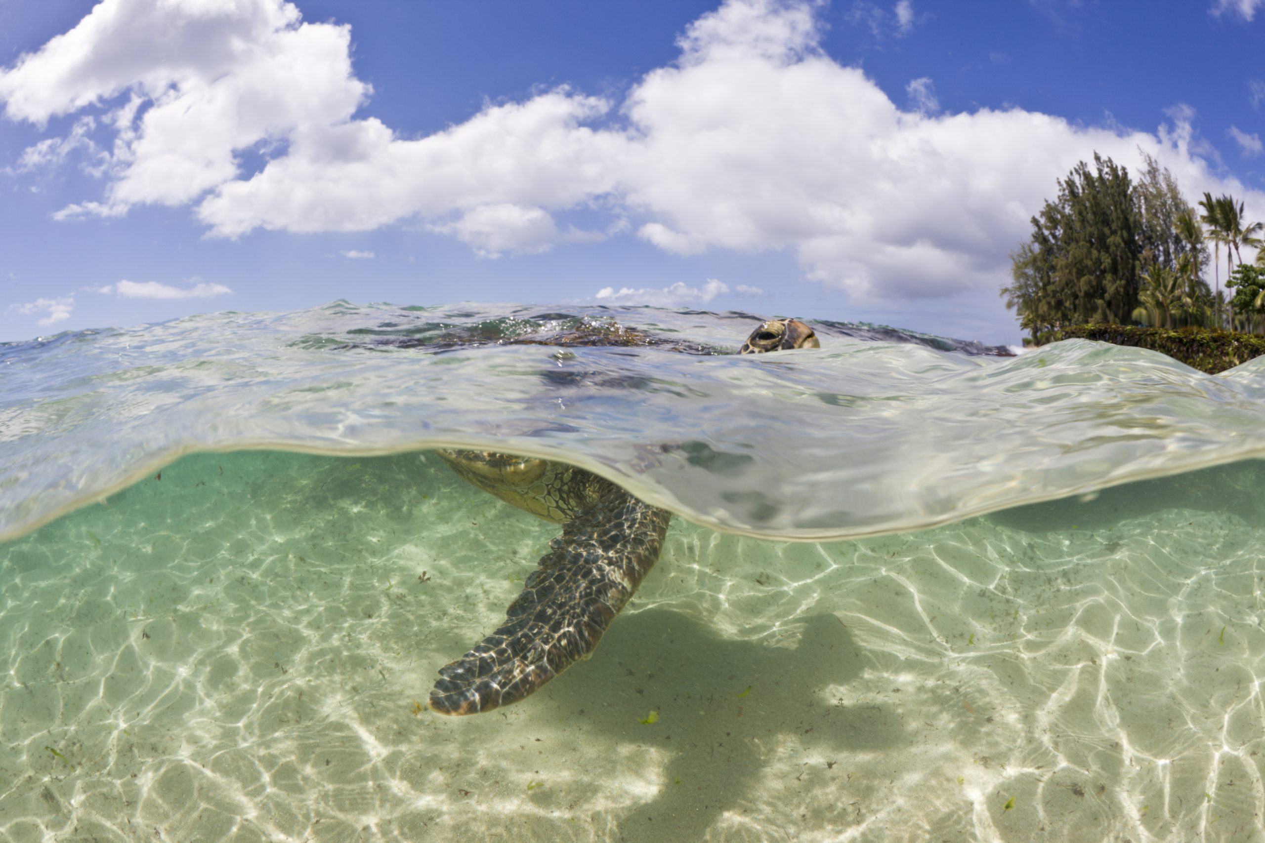 A green sea turtle looks above the water surface