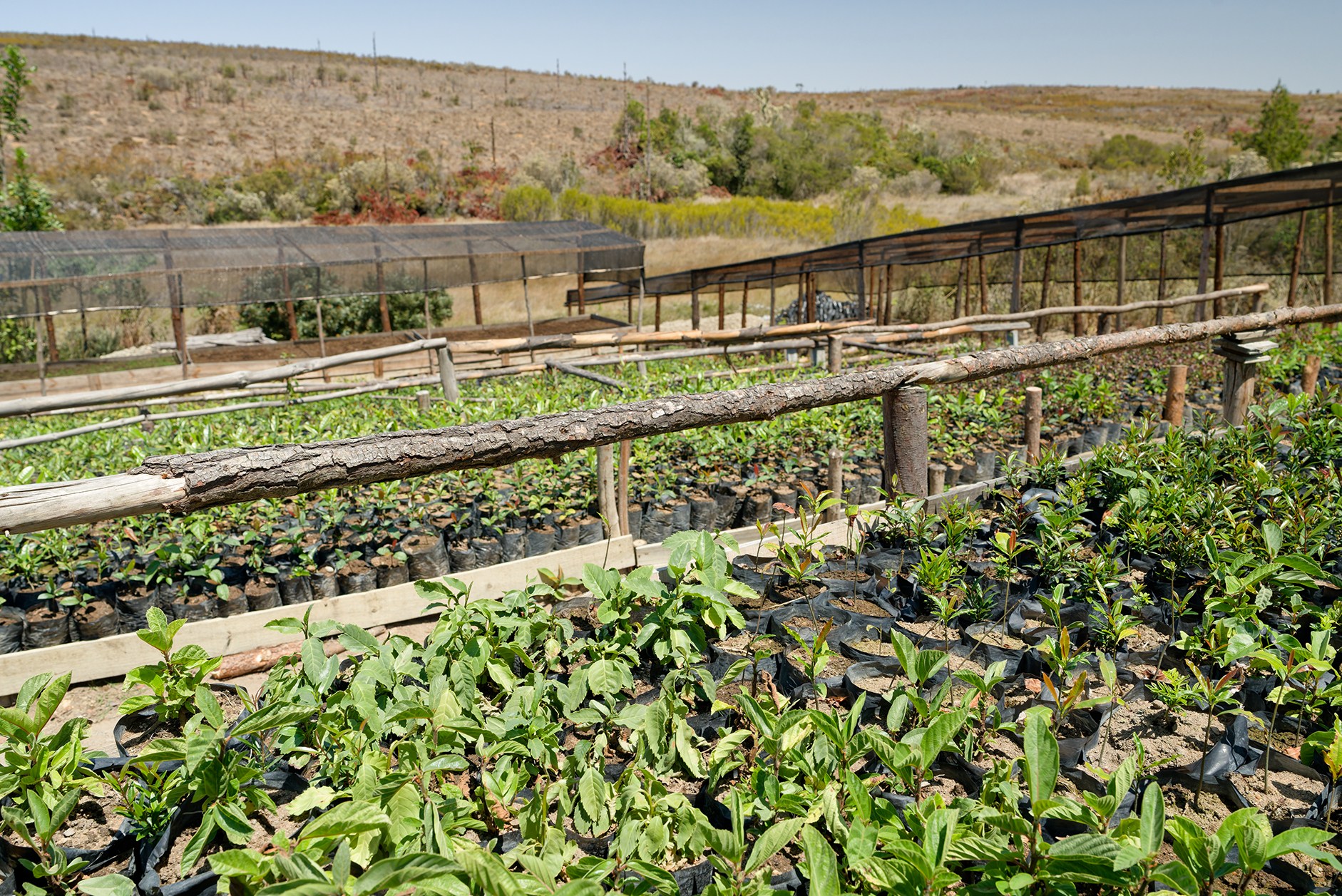 A tree nursery with a wooden fence surrounding it