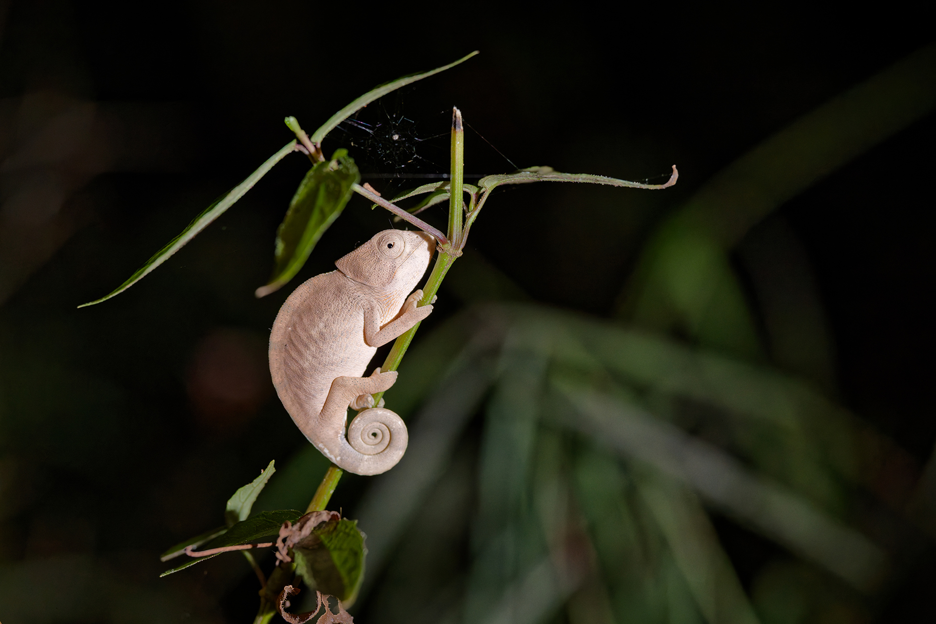 A small, tan chameleon clinging onto a small branch