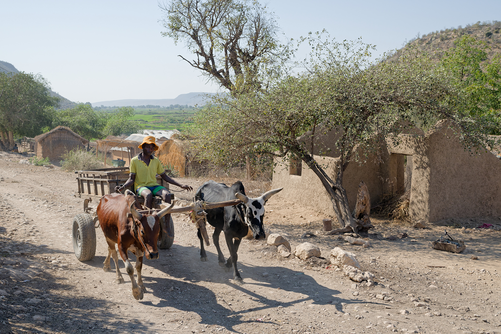 A man driving a cart led by two zebu