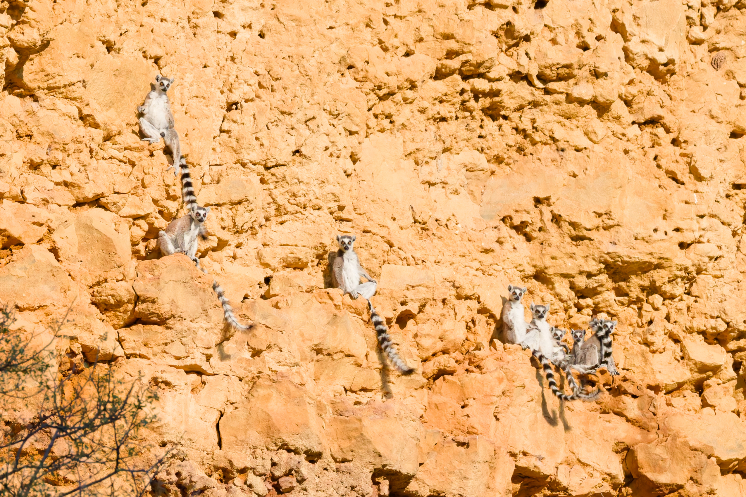 Ring-tailed lemurs clustered on the side of an orange, rocky cliff