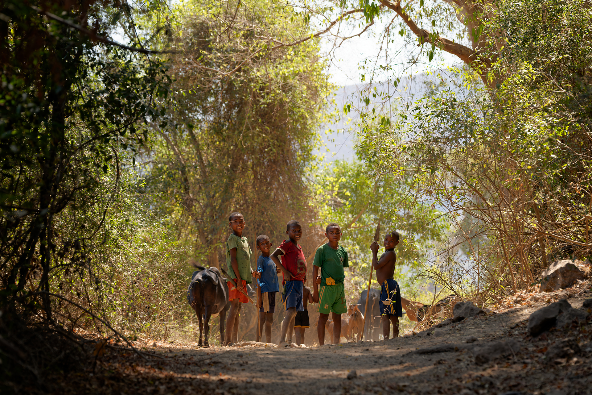 Young boys lead cattle along the road in Amoron’i Onilahy.