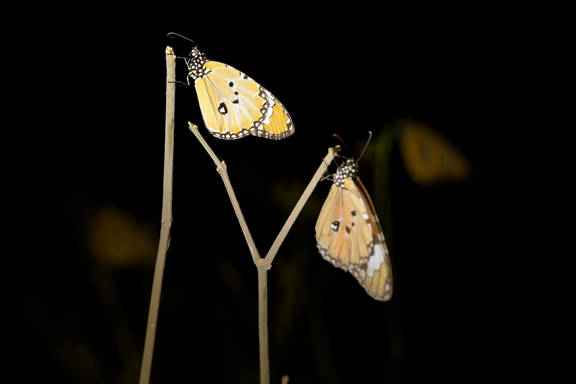 Two butterlies at night, resting on small branches