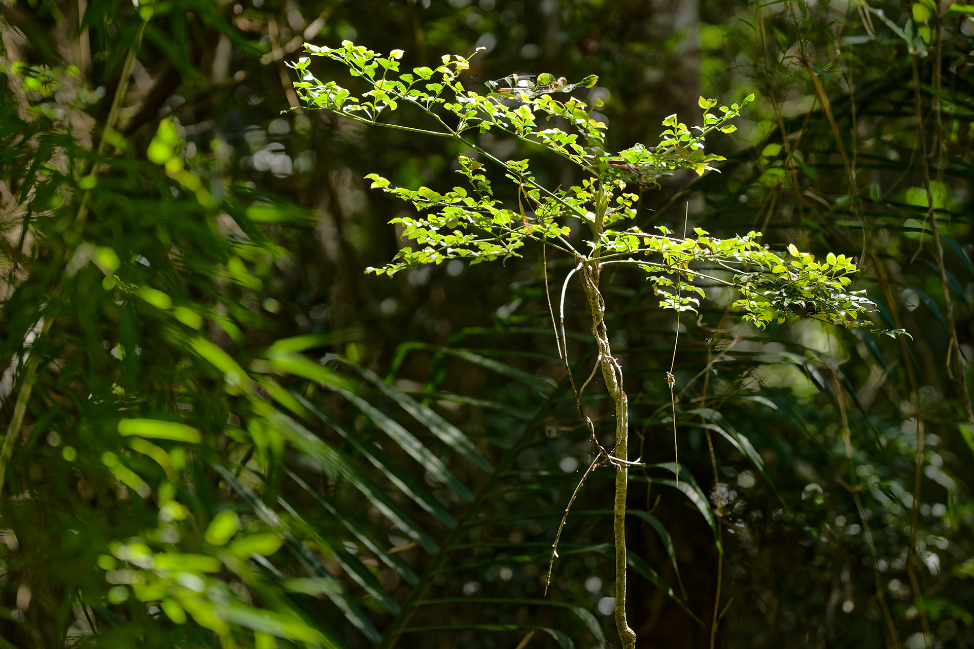 Lush green foliage.