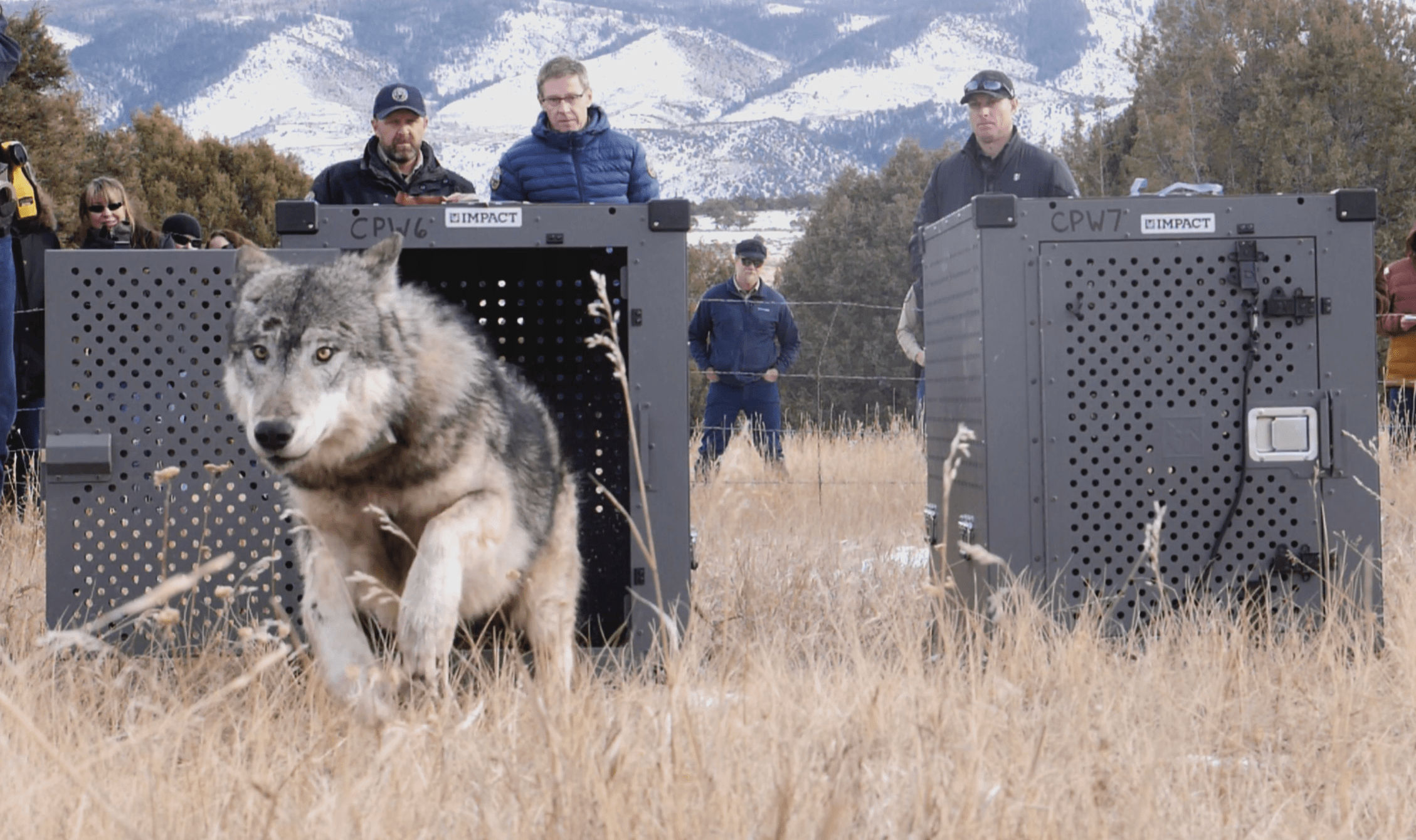 Gray wolves are released from crates in Western Colorado.